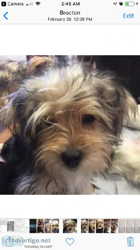 Yorkiepoo