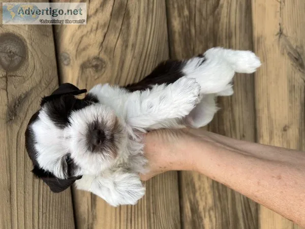 Miniature schnauzer