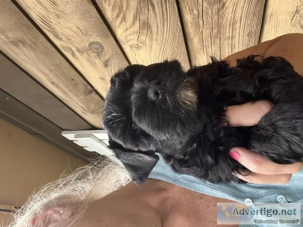 Miniature schnauzer pup
