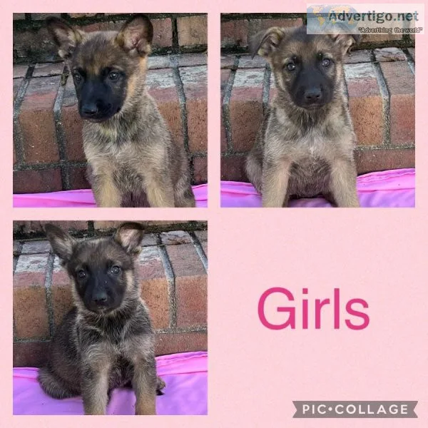 GERMAN SHEPHERD DPUPS
