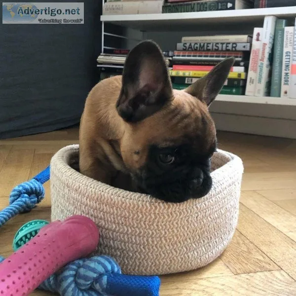 French Bulldogs