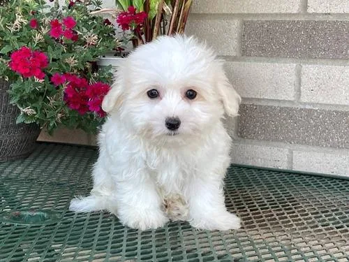 Coton De Tulear Puppies for sale