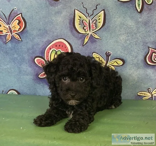 Coal mini Poodle