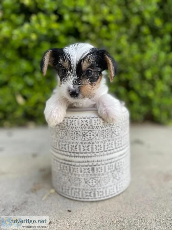 Yorkie Puppies