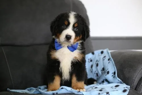 Bernese Mountain Puppies for sale