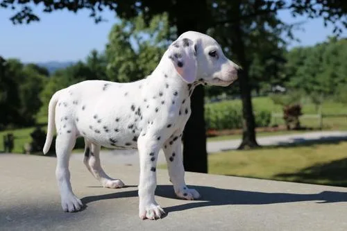 Dalmatian Puppies for sale