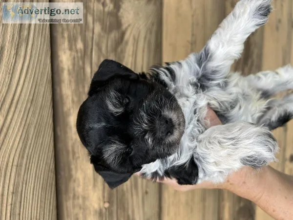 Miniature schnauzer