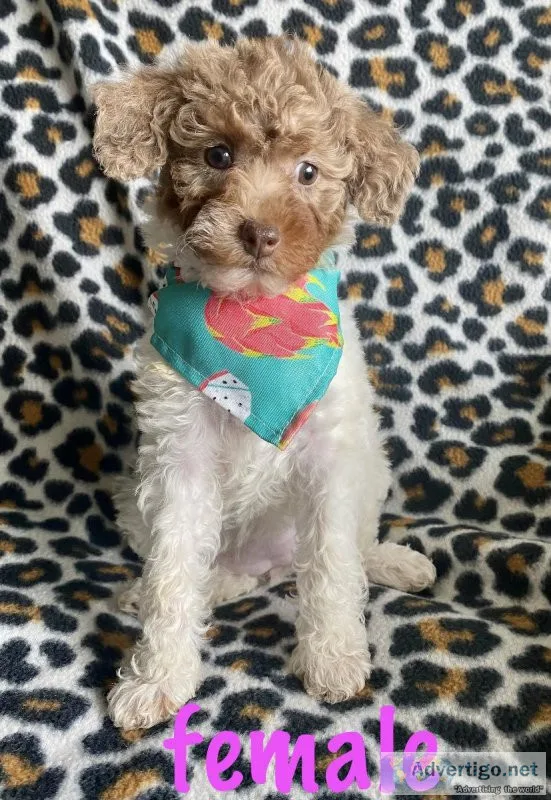 adorable poodle mix puppies