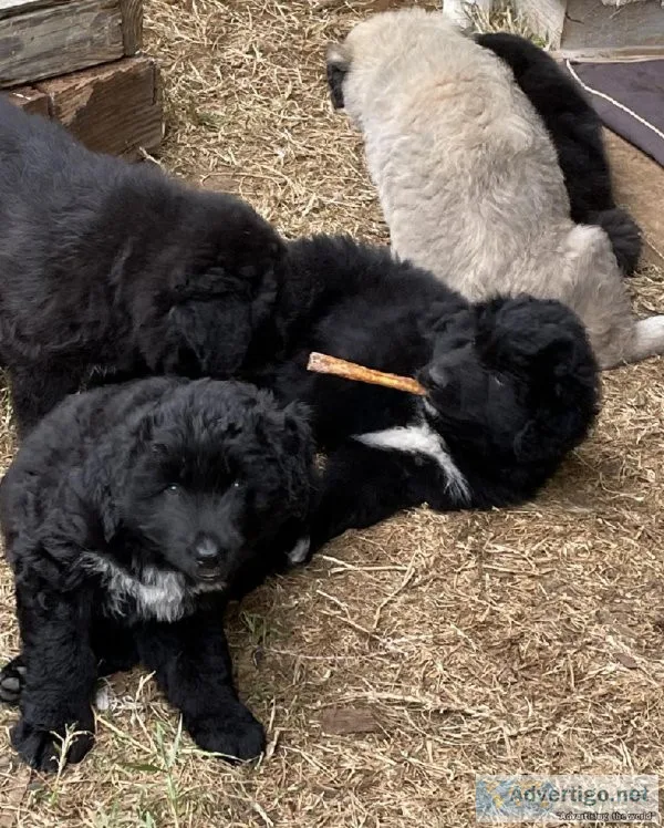 Caucasian ShepherdKomondor puppies