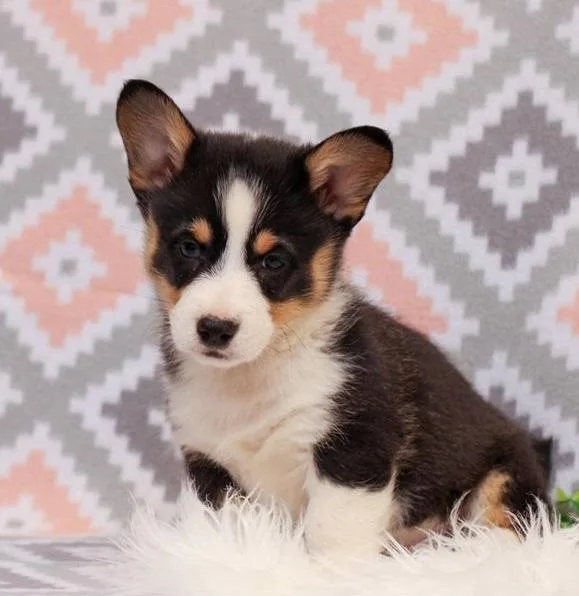 Well Trained Pembroke Welsh Corgi Puppies