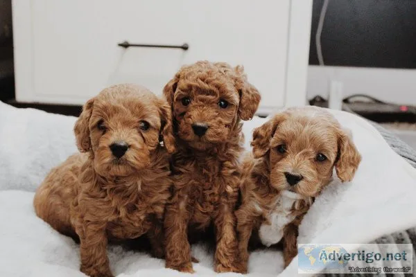 Cavapoo Puppies
