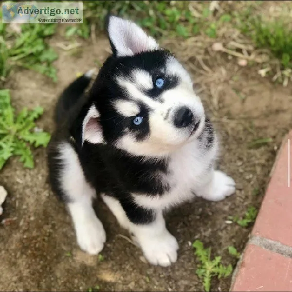 Siberian Husky Puppies for sale