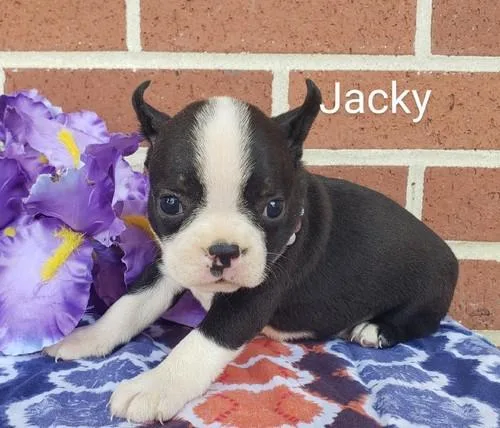 Awesome Boston Terrier Pups for sale