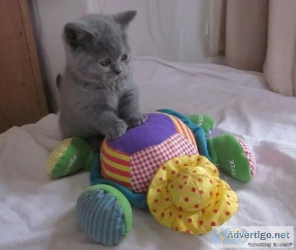 Ready To Go Purebred Champion Lines Blue British shorthair kitte
