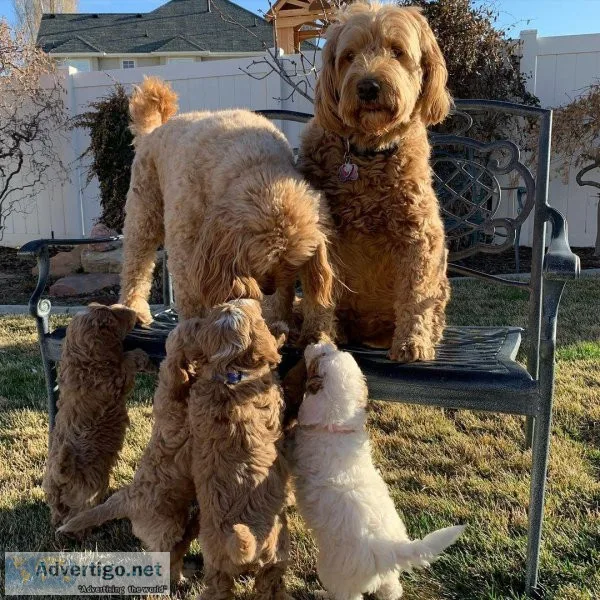 Goldendoodles Best Family Pets