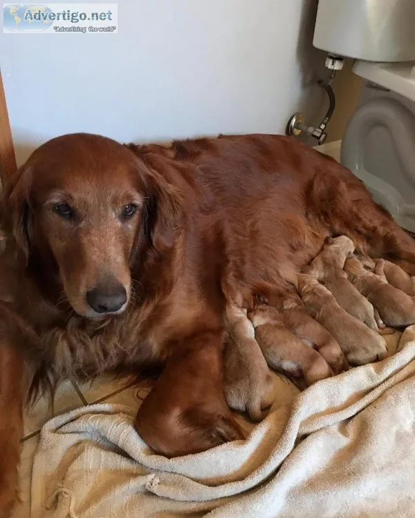 Golden retriever puppies