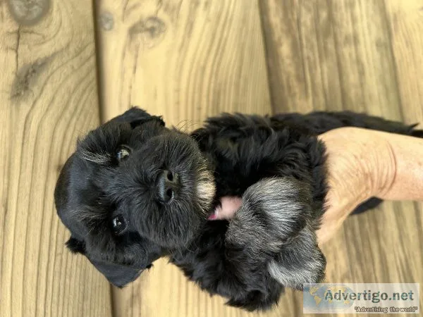 Miniature schnauzer
