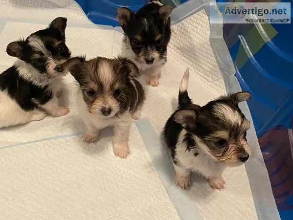 Adorable Yorkillion Puppies
