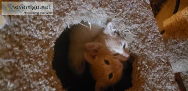 Kittens