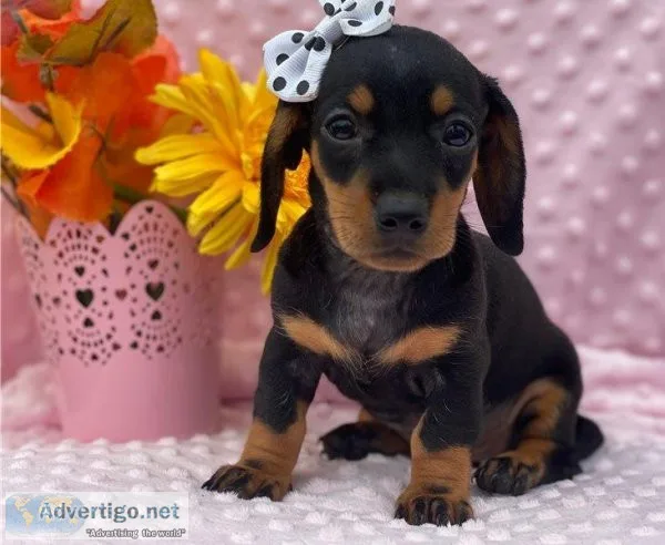 Dachshund Puppies for Sale