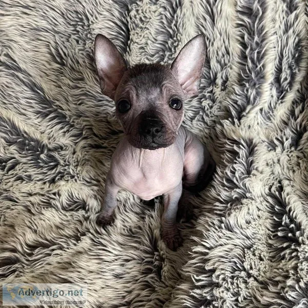Hairless frenchie chihuahua