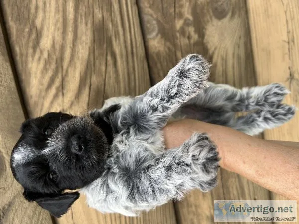 Miniature schnauzer