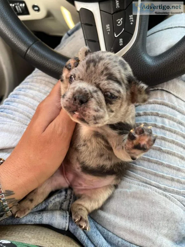 Frenchie