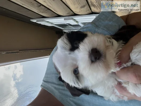 Miniature schnauzer blue eyes