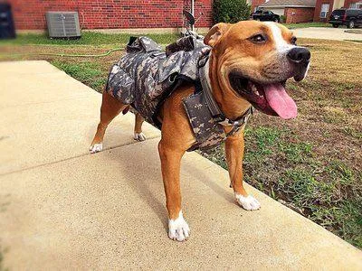 Dog Weight Harness
