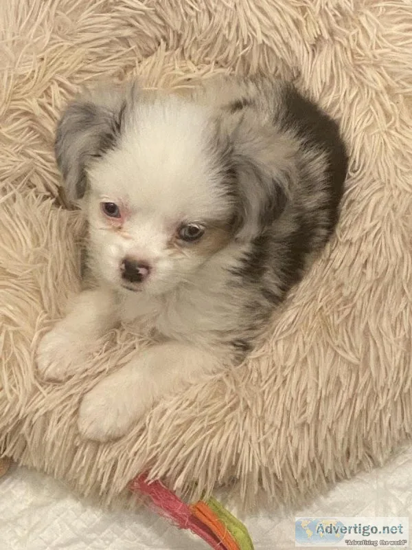 Toy Australian Shepherd