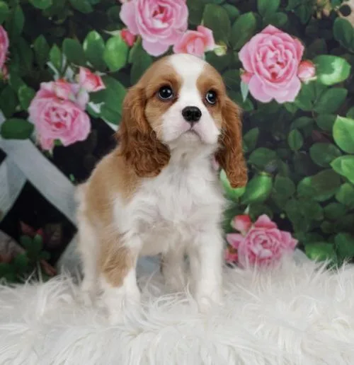 Cute King Charles Pups Available