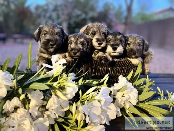 Miniature Schnauzer Puppies