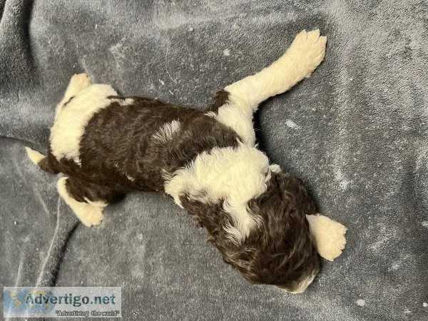 AKC Standard Poodle puppies for sale