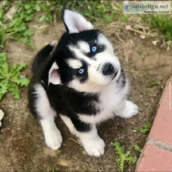 Siberian Husky puppies for sale