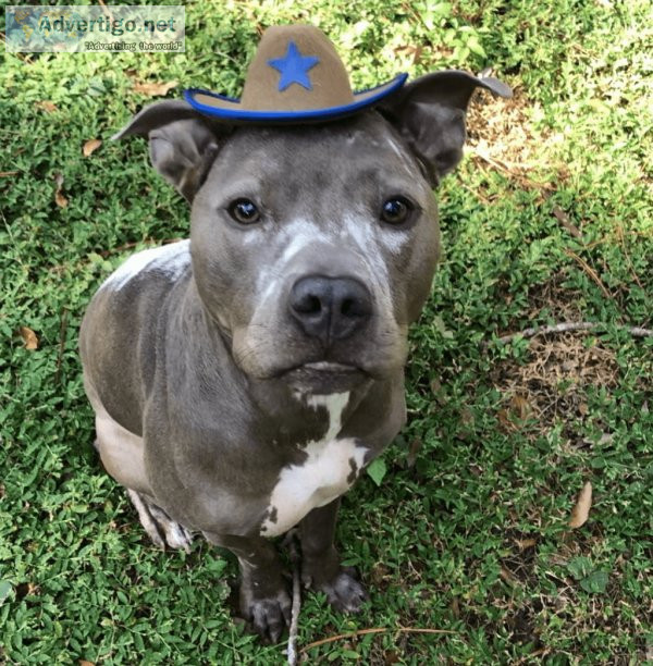 The Dog Training Clinic LLC