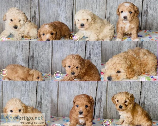 Mini Goldendoodle Puppies
