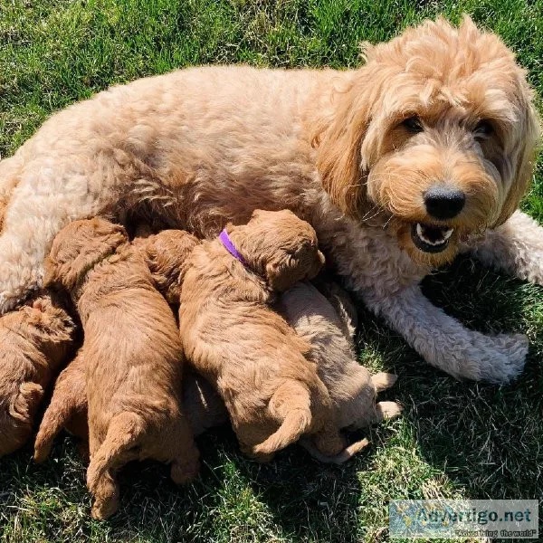GOLDENDOODLE LITTER  (724) 300 3520
