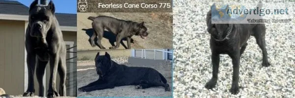 Cane Corso Puppies for Sale Reno