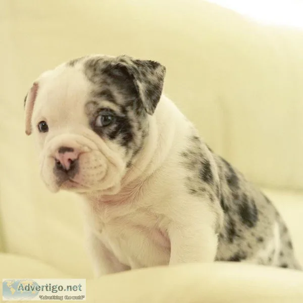 Looking for a Micro bully puppies for sale  Then you are in the 
