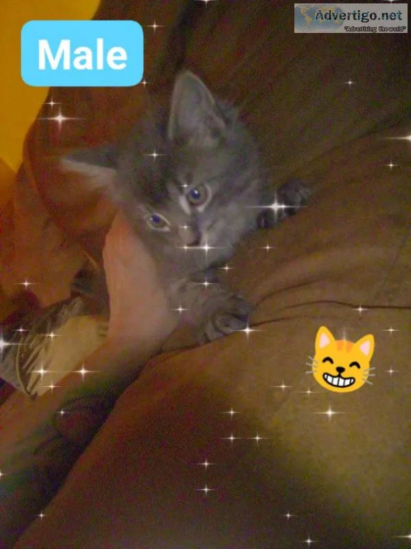 Free kittens to good home
