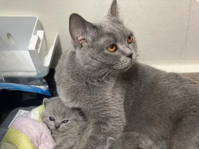 TICA REGISTERED British shorthair Kittens