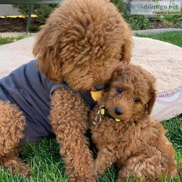 Super cute Goldendoodles For Sale(724) 300 3520