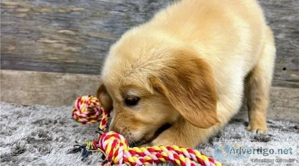 Golden Retriever Puppies