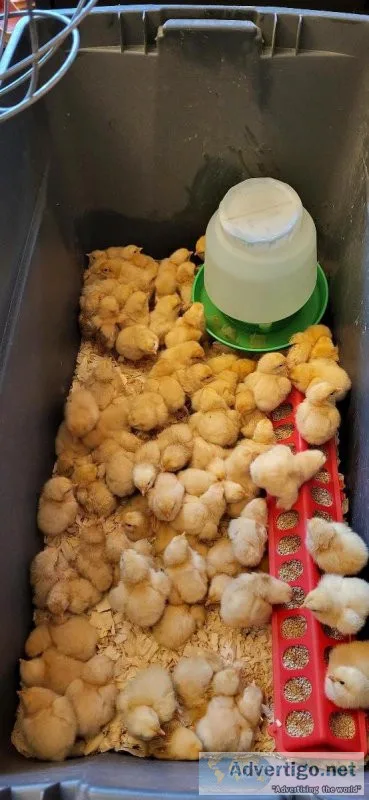 Buff Orpington Chicks