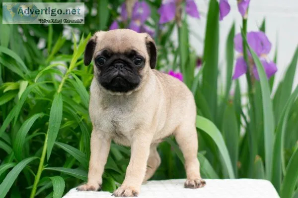 Macie Pug