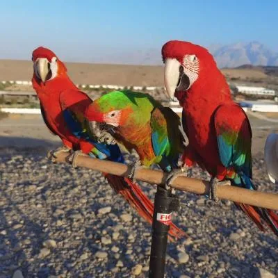 Scarlet Macaw parrots for sale