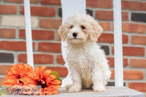 Rocky Miniature Poodle