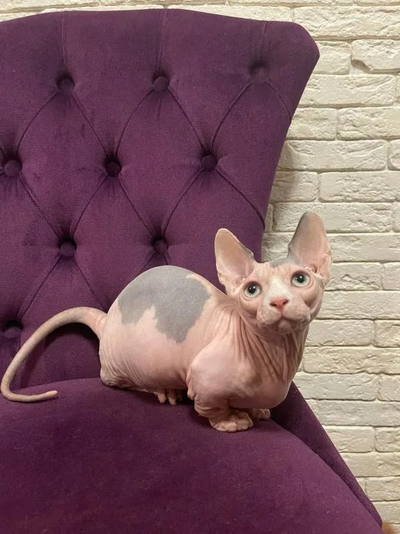 Blue Eyes Sphynx kitten