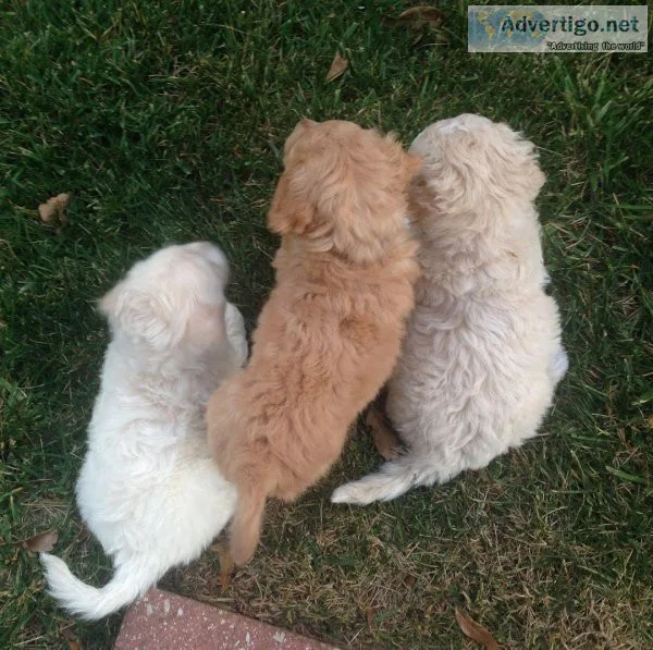 Goldendoodles With Certificate of Veterinary Inspection(724) 300