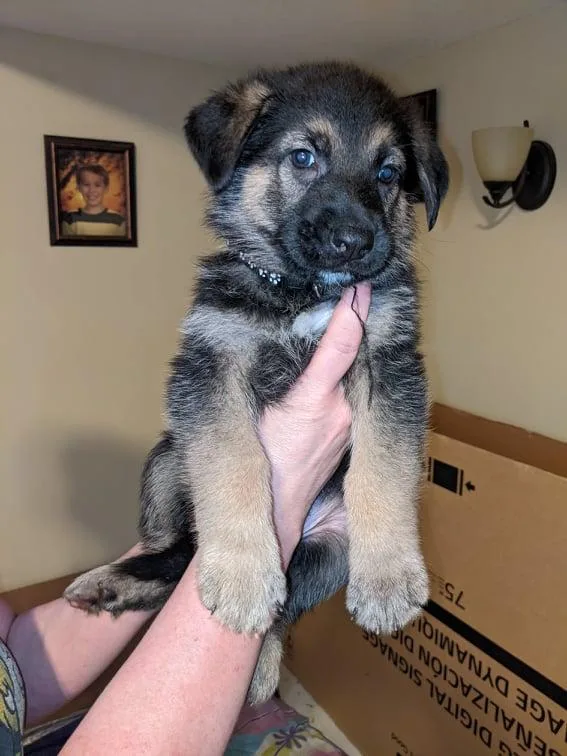 Purebred German Shepherd Puppies